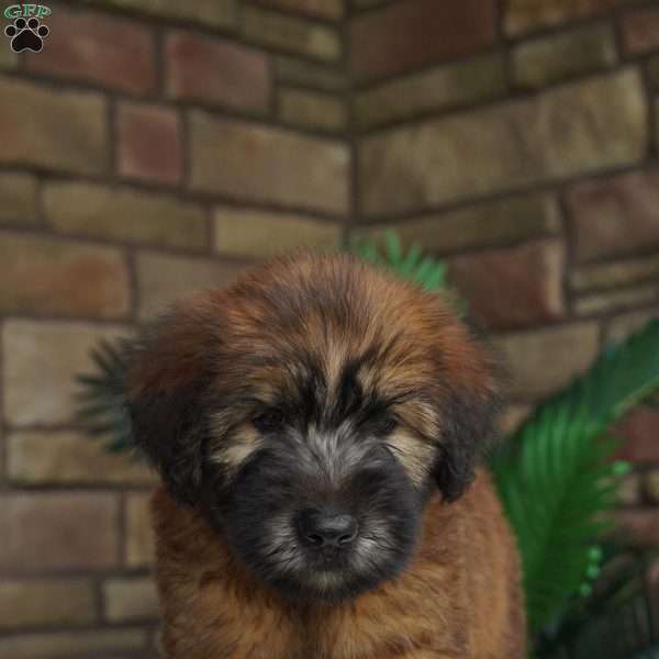 Otis, Soft Coated Wheaten Terrier Puppy